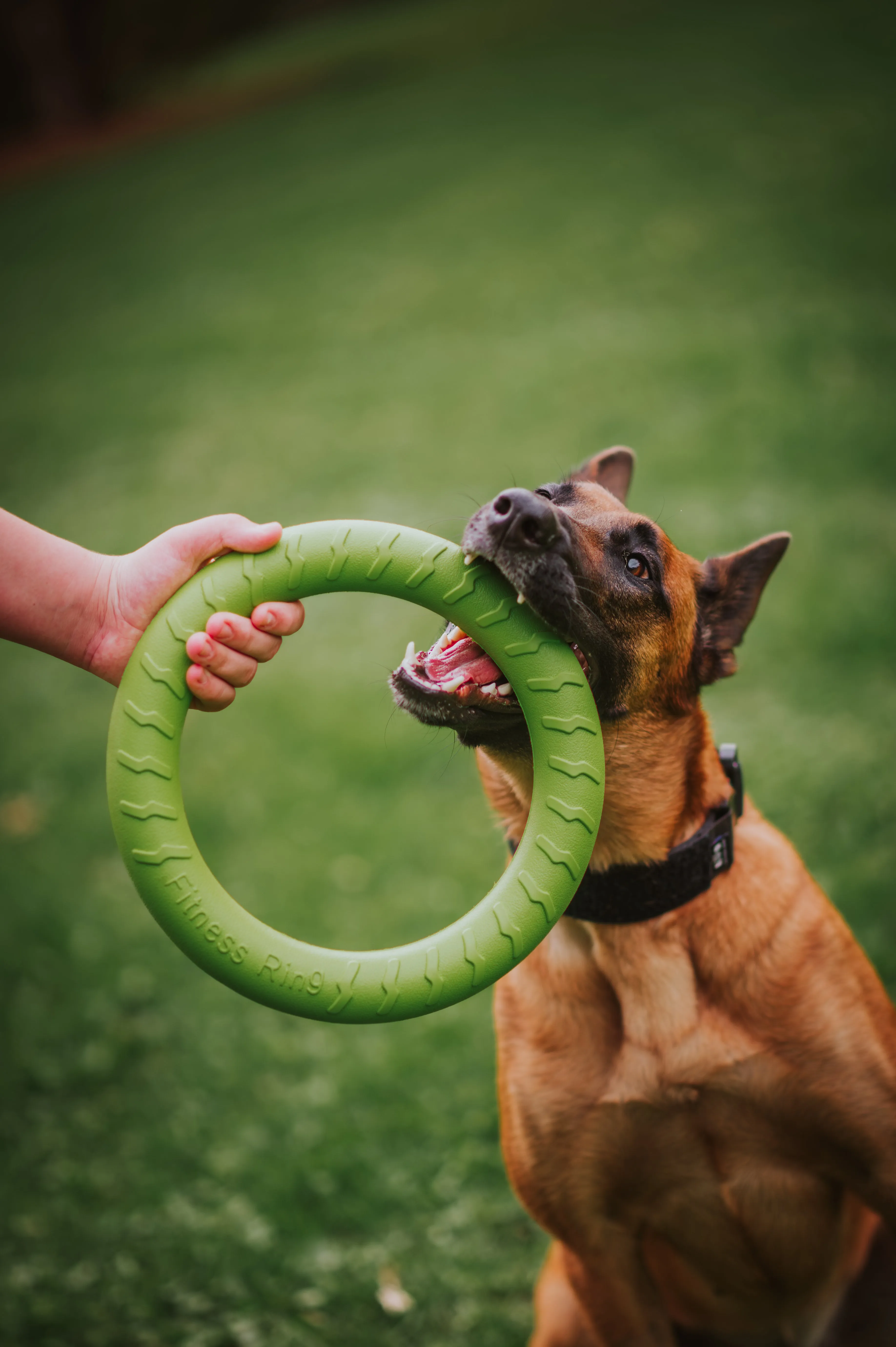 FoamRing by Ruff-Paws!