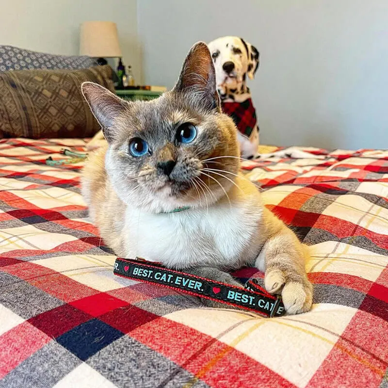 Up Country Cat Collar Best Cat Ever